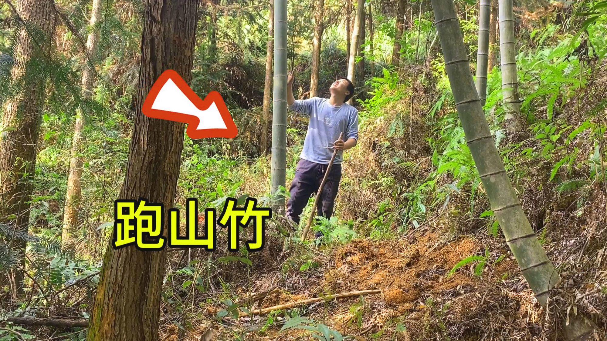 详细阅读:跑山是什么意思(跑山是什么意思粤语) 跑山是什么意思(跑山是什么意思粤语)